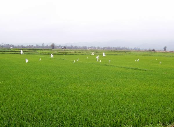 anh dep co bay tren canh dong lua 044838822