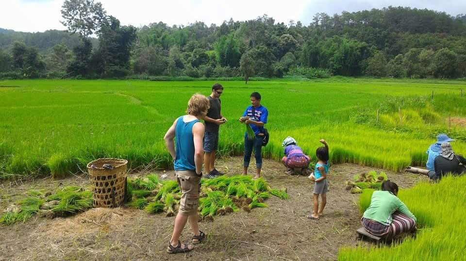 anh dep khach du lich ben canh dong lua 044838854