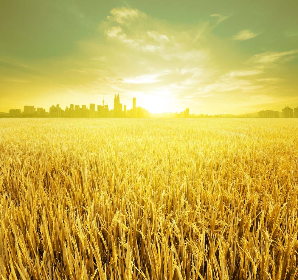 hinh anh canh dong lua chin dep 044839369