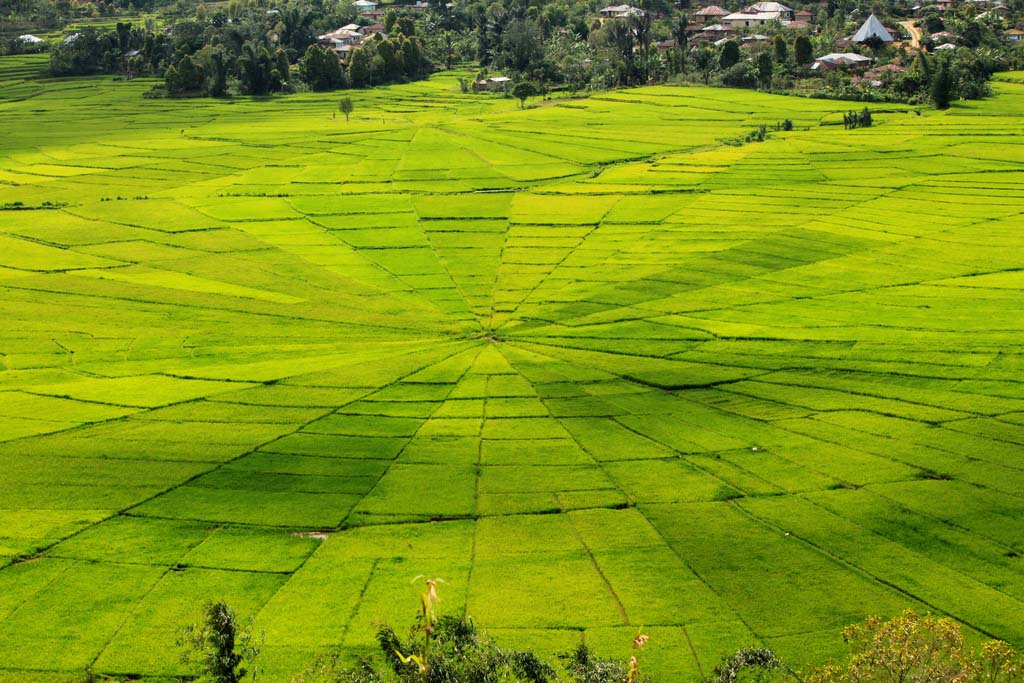 hinh anh canh dong lua doc dao 044839526