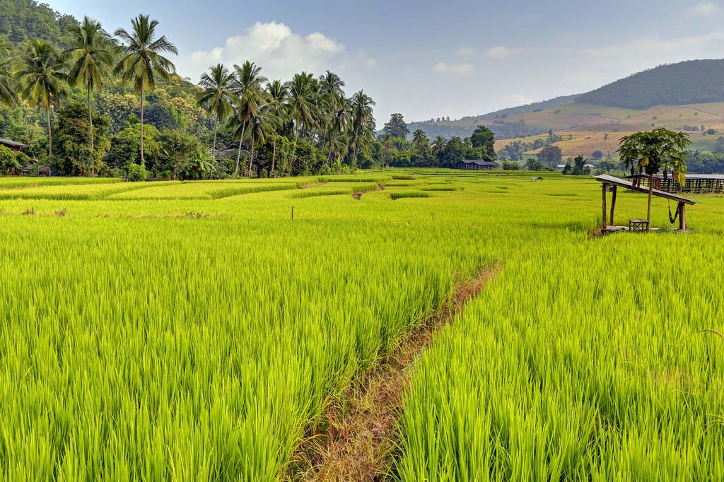 hinh anh canh dong lua xanh dep 044839791