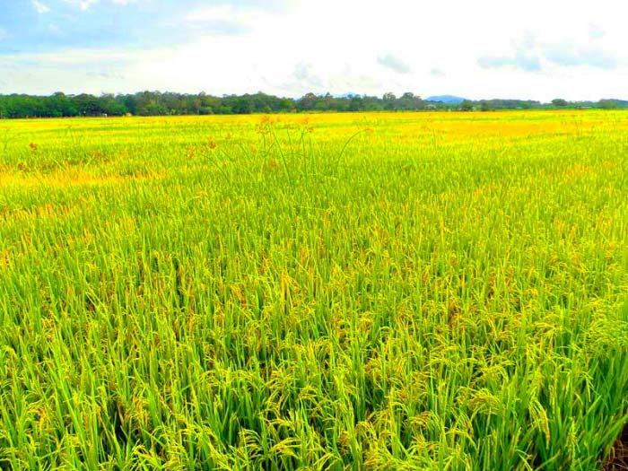 hinh anh dep canh dong lua bat ngat 044839822