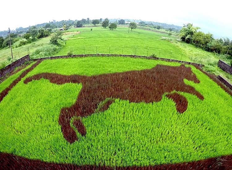 hinh anh dep canh dong lua doc dao 044839932