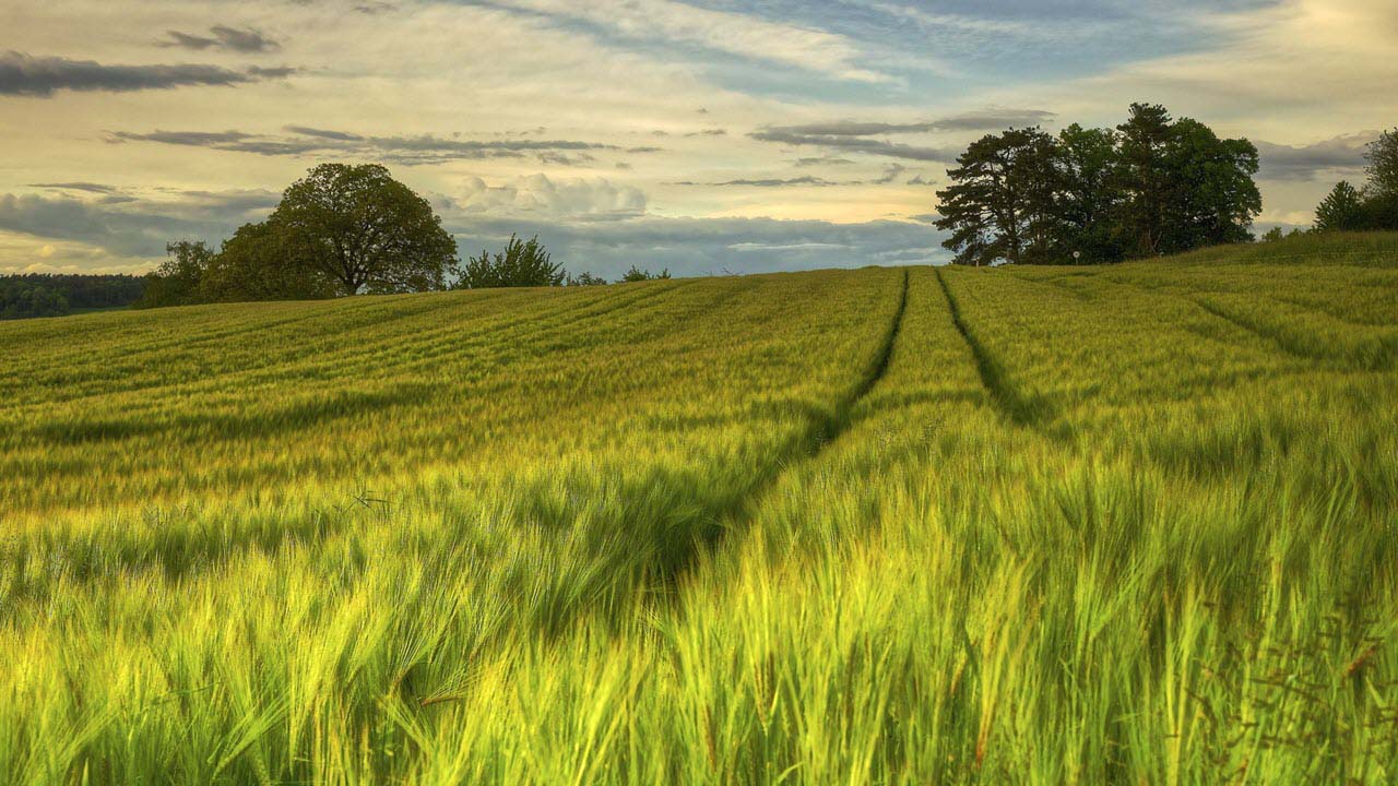 hinh anh dep canh dong lua mach menh mong 044839963