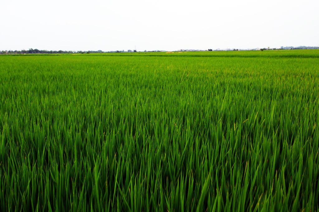 hinh anh dep canh dong lua xanh bat ngat 044840119