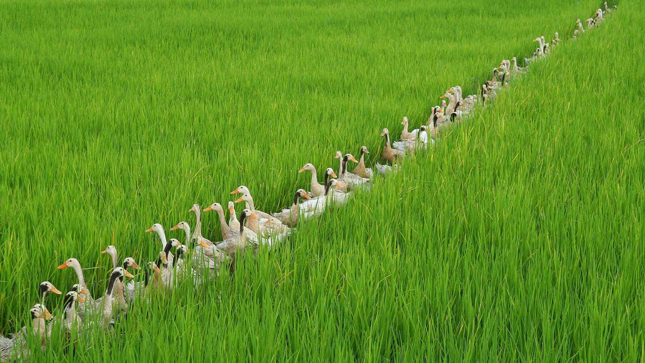 hinh anh dep dan vit ben canh dong lua 4484213 1