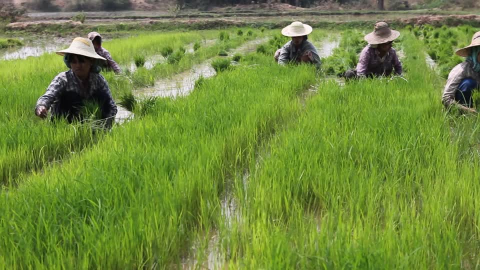 hinh anh dep nguoi dan ben canh dong lua 4484229 1