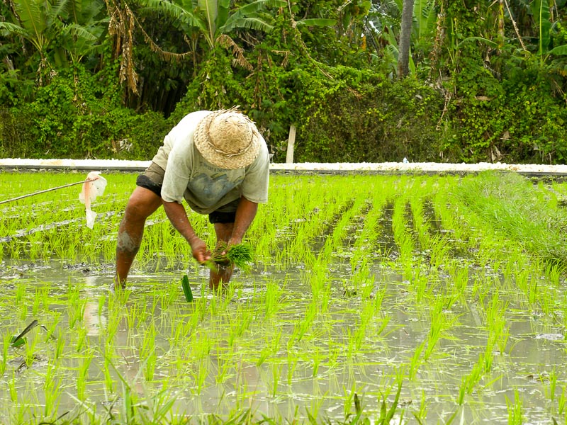 hinh anh dep nguoi dan cay lua 4484354 1