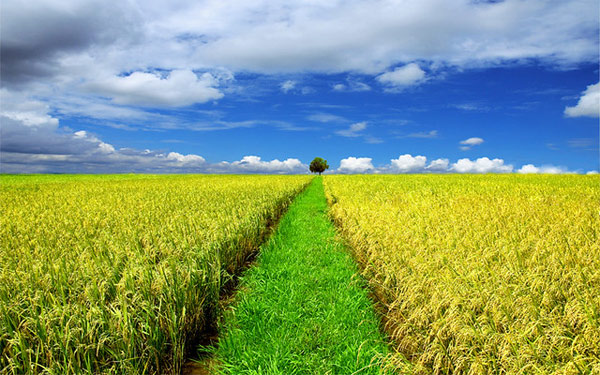 Tả cánh đồng lúa quê em