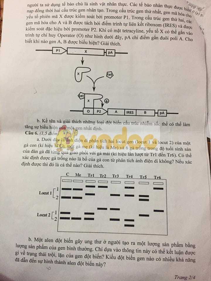 Đề thi chọn học sinh giỏi lớp 12 môn Sinh học năm 2020 tỉnh Yên Bái