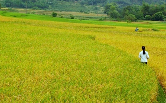 Tả cánh đồng lúa