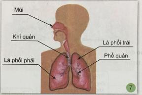 Hoạt động thực hành Giải bài 1 VNEN