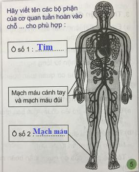 Hoạt động thực hành Giải bài 3 sách VNEN