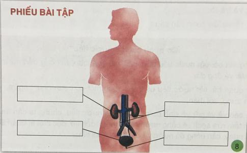 Giải bài 5: Cơ quan bài tiết nước tiểu