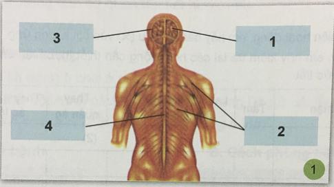 Giải bài 6: Cơ quan thần kinh của chúng ta