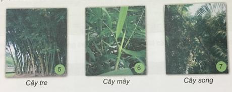 Giải Khoa học lớp 5 VNEN