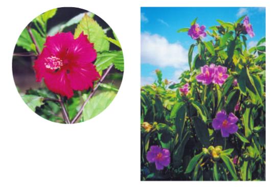 Giải SGK Tự nhiên và xã hội 1 bài 23