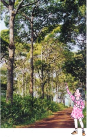 Giải SGK Tự nhiên và xã hội 1 bài 24