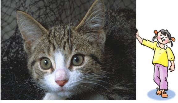 Giải SGK Tự nhiên và xã hội 1 bài 27