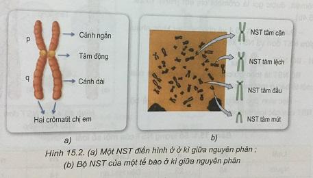 Khoa học tự nhiên 9 Bài 15: Nhiễm sắc thể