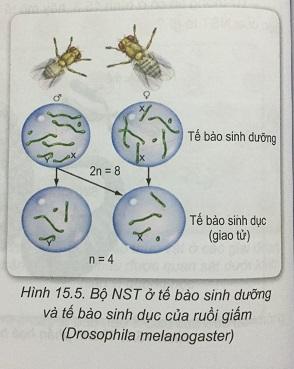 Khoa học tự nhiên 9 Bài 15: Nhiễm sắc thể