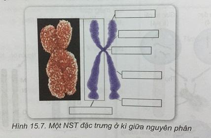 Khoa học tự nhiên 9 Bài 15: Nhiễm sắc thể