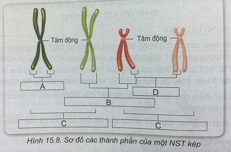 Khoa học tự nhiên 9 Bài 15: Nhiễm sắc thể