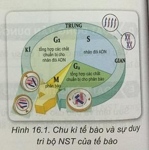 Khoa học tự nhiên 9 Bài 16: Chu kì tế bào và nguyên phân