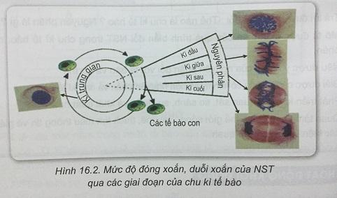 Khoa học tự nhiên 9 Bài 16: Chu kì tế bào và nguyên phân