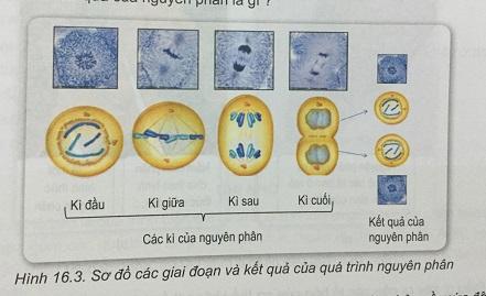 Khoa học tự nhiên 9 Bài 16: Chu kì tế bào và nguyên phân