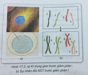 Khoa học tự nhiên 9 Bài 17: Giảm phân và thụ tinh