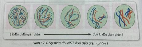 Khoa học tự nhiên 9 Bài 17: Giảm phân và thụ tinh