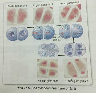 Khoa học tự nhiên 9 Bài 17: Giảm phân và thụ tinh