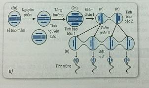Khoa học tự nhiên 9 Bài 17: Giảm phân và thụ tinh