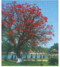 Giải SGK Tự nhiên và xã hội 1 bài 29