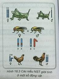 Khoa học tự nhiên 9 Bài 18: Nhiễm sắc thể giới tính và cơ chế xác định giới tính