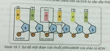 Khoa học tự nhiên 9 Bài 19: ADN và gen