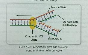 Khoa học tự nhiên 9 Bài 19: ADN và gen