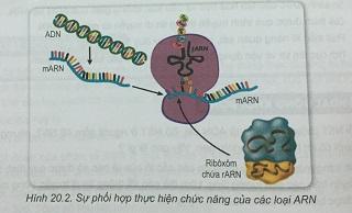 Khoa học tự nhiên 9 Bài 20: ARN, mối quan hệ giữa gen và ARN