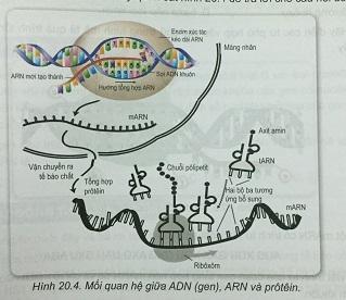 Khoa học tự nhiên 9 Bài 20: ARN, mối quan hệ giữa gen và ARN