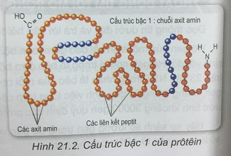 Khoa học tự nhiên 9 Bài 21: Mối quan hệ giữa gen và tính trạng