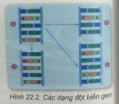 Khoa học tự nhiên 9 Bài 22: Đột biến gen
