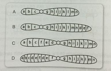 Khoa học tự nhiên 9 Bài 23: Đột biến cấu trúc nhiễm sắc thể