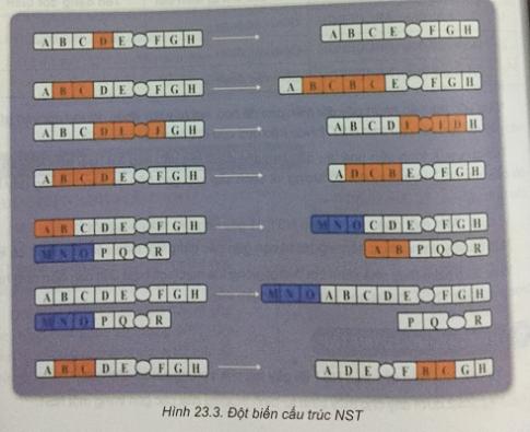 Khoa học tự nhiên 9 Bài 23: Đột biến cấu trúc nhiễm sắc thể