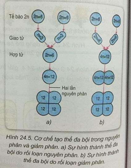 Khoa học tự nhiên 9 Bài 24: Đột biến số lượng nhiễm sắc thể
