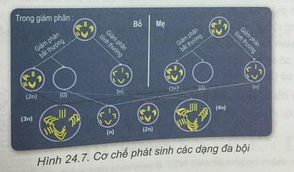 Khoa học tự nhiên 9 Bài 24: Đột biến số lượng nhiễm sắc thể