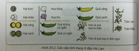 Khoa học tự nhiên 9 Bài 25: Di truyền học Menđen - Lai một cặp tính trạng