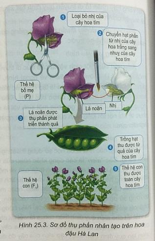 Khoa học tự nhiên 9 Bài 25: Di truyền học Menđen - Lai một cặp tính trạng