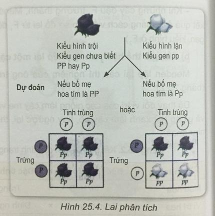 Khoa học tự nhiên 9 Bài 25: Di truyền học Menđen - Lai một cặp tính trạng