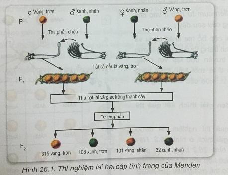 Khoa học tự nhiên 9 Bài 26: Di truyền học Menđen - Lai hai cặp tính trạng